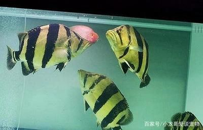 飼養虎魚水溫：飼養虎魚水溫控制