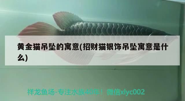 黃金貓吊墜的寓意(招財貓銀飾吊墜寓意是什么)