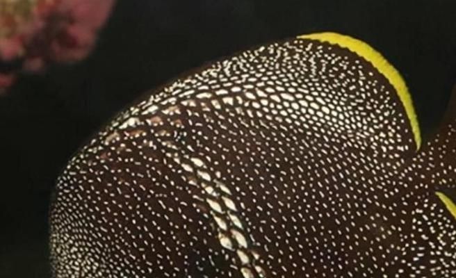 如何選擇雪龍魚飼料，如何選擇適合的雪龍魚飼料