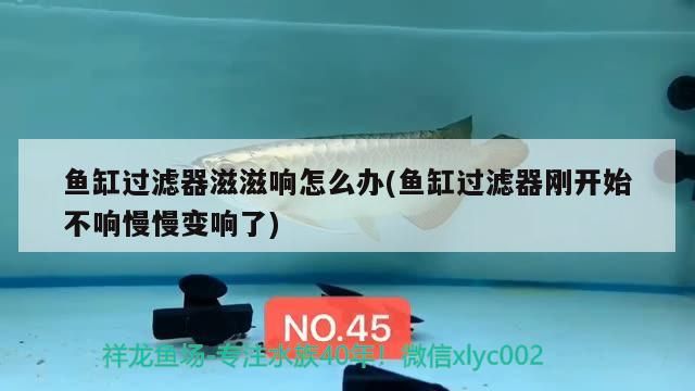 魚缸過濾器滋滋響怎么辦(魚缸過濾器剛開始不響慢慢變響了)