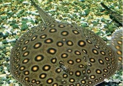淡水魟魚介紹：淡水魟魚是一種生活在淡水環(huán)境中的獨(dú)特魚類 淡水魟魚介紹：淡水魟魚是一種生活在淡水環(huán)境中的獨(dú)特魚類 魟魚百科 第4張
