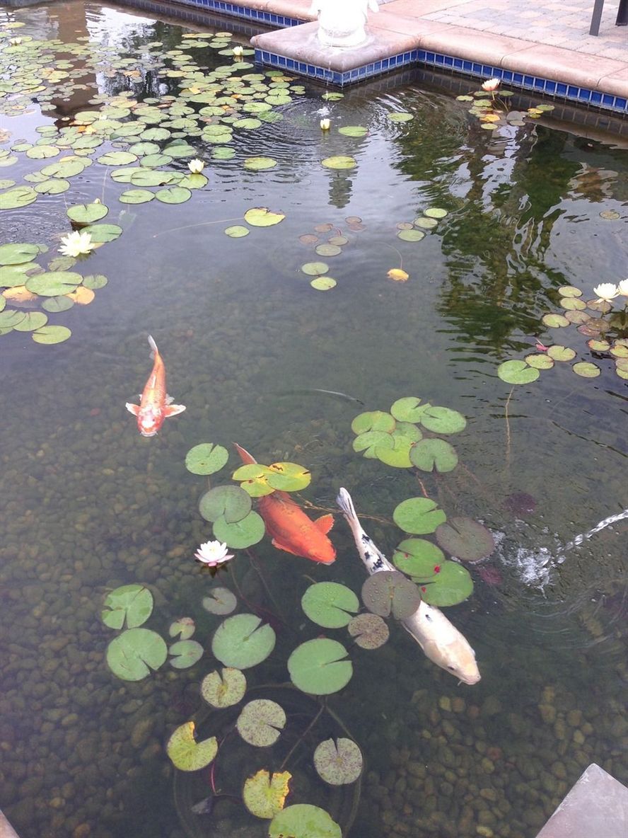 處理二手魚缸9成新章丘（ 二手魚缸低價出售）