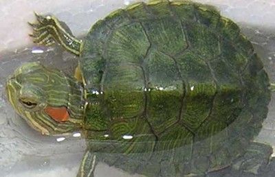 迷你鸚鵡魚需要打氧嗎需要開燈嗎 迷你鸚鵡魚需要打氧嗎需要開燈嗎 元寶鳳凰魚百科 第3張