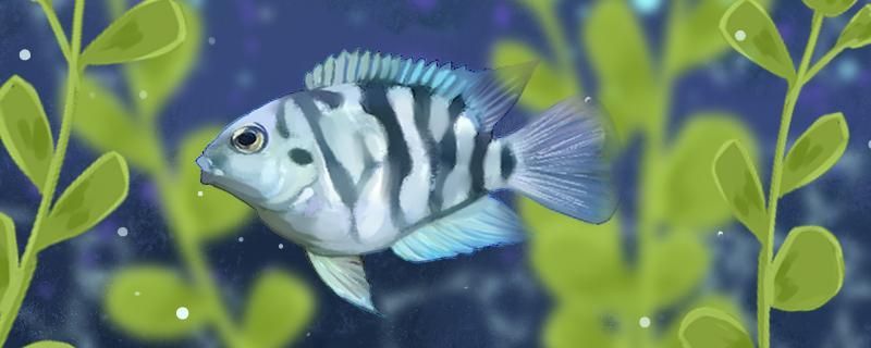 迷你鸚鵡魚需要打氧嗎需要開燈嗎 迷你鸚鵡魚需要打氧嗎需要開燈嗎 元寶鳳凰魚百科 第1張