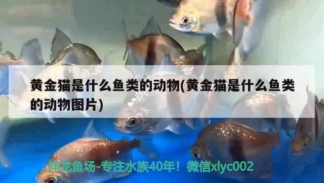 黃金貓是什么魚類的動物(黃金貓是什么魚類的動物圖片)