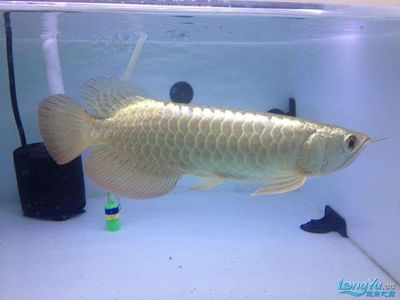 祥龍魚場水族館加盟條件怎么樣（祥龍魚場加盟優勢有哪些）