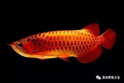 龍魚的飼養要點有哪些方面