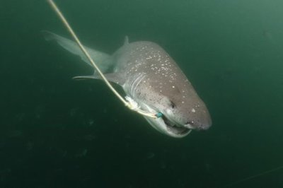 適合神仙魚缸的水草有哪些，（七彩神仙魚缸的水草有哪些適合神仙魚缸的水草有哪些）