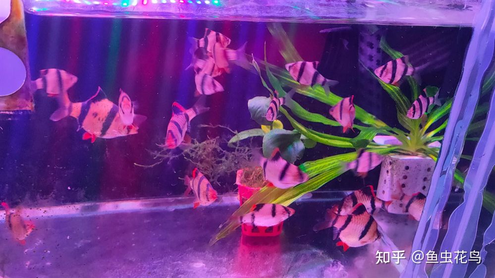 觀賞魚元寶鳳凰怎么養的：元寶鳳凰魚的飼養需要注意以下幾個方面