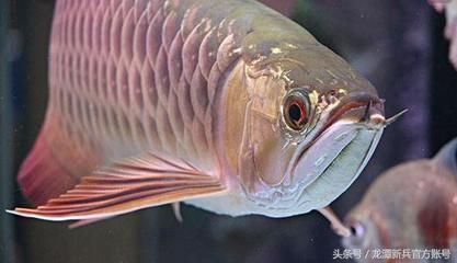 觀賞魚元寶鳳凰怎么養(yǎng)的：元寶鳳凰魚的飼養(yǎng)需要注意以下幾個方面