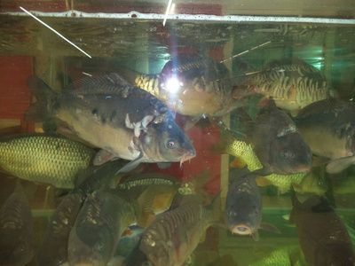 水族館店鋪照片大全（水族館店鋪照片大全東南亞風格水族館裝修特點）