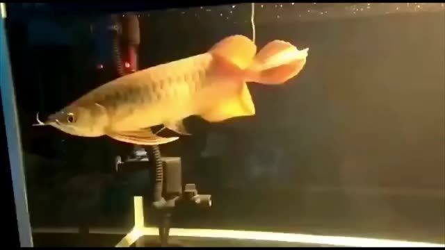 大湖魚紅龍屬于什么魚類圖片大全：大湖魚紅龍屬于什么魚？