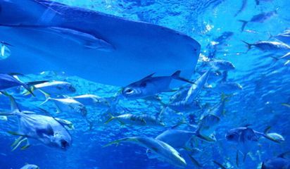 水族館開店流程圖片真實（水族館開店流程）