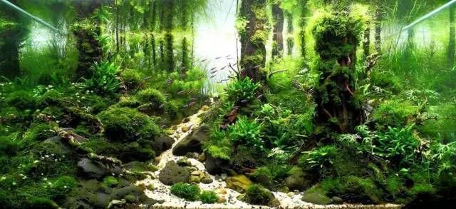 魚缸漂亮的句子，水晶宮殿魚缸設(shè)計(jì)海底世界微景觀魚缸內(nèi)動態(tài)美展現(xiàn)