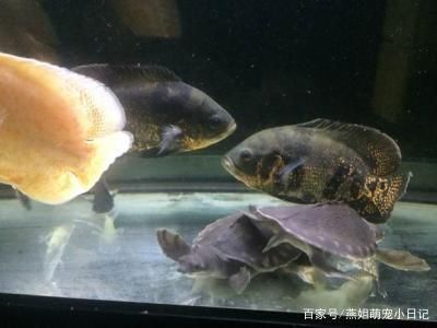 龍魚跟地圖可以一起養(yǎng)嗎，龍魚和地圖可以一起養(yǎng)嗎