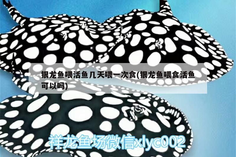 銀龍魚喂活魚幾天喂一次食(銀龍魚喂食活魚可以嗎)