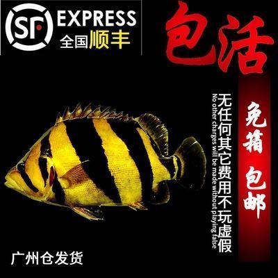 蘇虎魚飼料品牌推薦，蘇虎魚專用飼料購買渠道 蘇虎魚飼料品牌推薦，蘇虎魚專用飼料購買渠道 虎魚百科 第6張