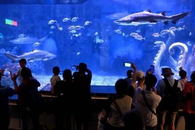 水族館店鋪介紹語大全(水族館店鋪介紹語) 水族館百科(水族館加盟) 第6張 水族館店鋪介紹語大全(水族館店鋪介紹語) 水族館店鋪介紹語大全(水族館店鋪介紹語) 水族館百科(水族館加盟) 第6張