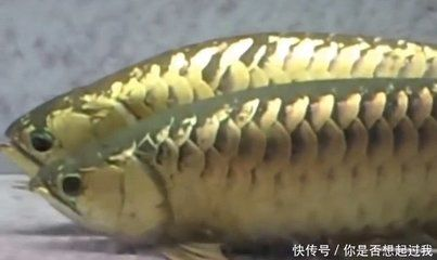 金龍魚繁殖環境要求詳解：金龍魚的繁殖環境要求