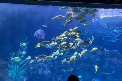 開一家水族館需要些什么證件呢視頻（開一家水族館需要些什么證件呢視頻詳情）