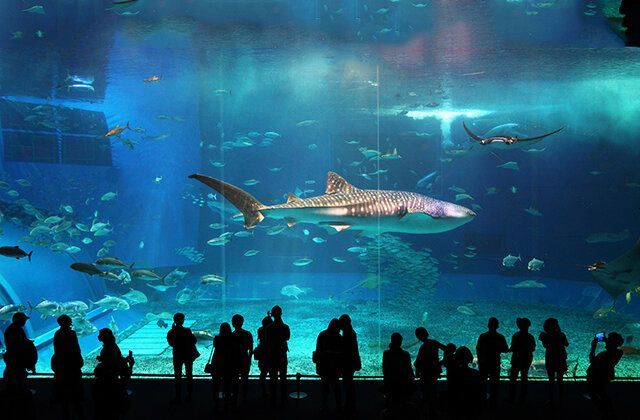 水族館收入（水族館收入來源及其對經(jīng)濟的影響）