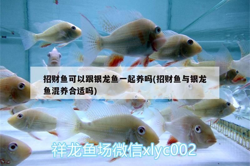 招財(cái)魚可以跟銀龍魚一起養(yǎng)嗎(招財(cái)魚與銀龍魚混養(yǎng)合適嗎)
