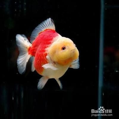 元寶鳳凰魚(yú)怎么養(yǎng)的好看又好養(yǎng)：元寶鳳凰魚(yú)如何養(yǎng)護(hù)元寶鳳凰魚(yú)，元寶鳳凰魚(yú)如何養(yǎng)護(hù)