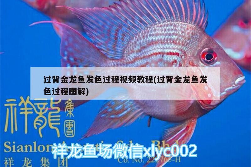 過背金龍魚發(fā)色過程視頻教程(過背金龍魚發(fā)色過程圖解)