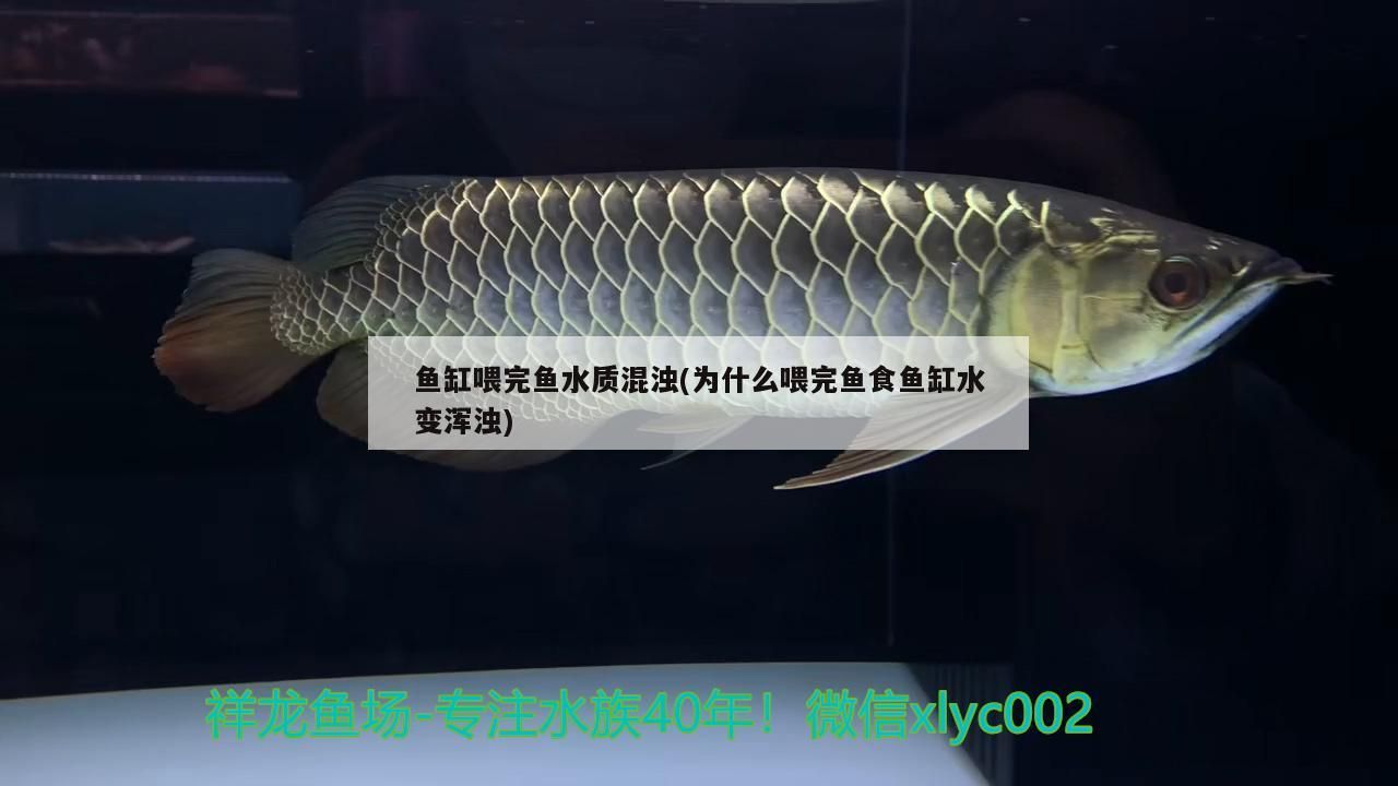 魚缸喂完魚水質混濁(為什么喂完魚食魚缸水變渾濁)