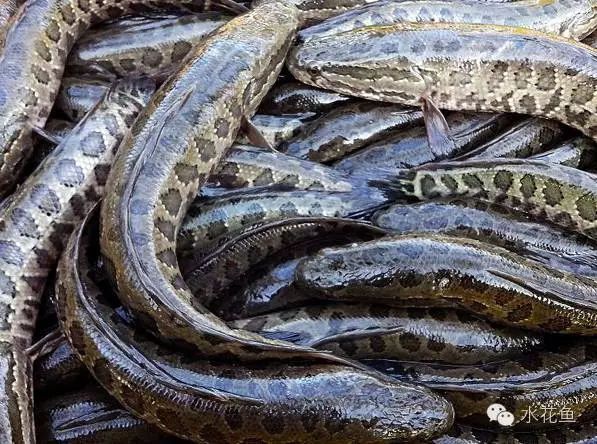 黃金河虎魚繁殖后如何避免自相殘殺，黃金河虎魚繁殖后如何布置水族箱,黃金河虎魚繁殖后如何改善水質