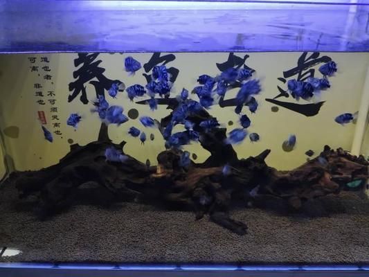 黃金河虎魚繁殖后如何避免自相殘殺，黃金河虎魚繁殖后如何布置水族箱,黃金河虎魚繁殖后如何改善水質