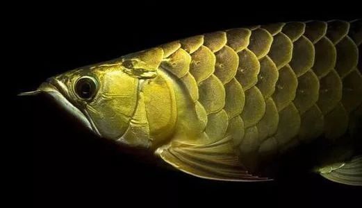 紅龍魚的鱗片拔后鱗底的膜破了還能重長嗎？：紅龍魚的鱗片掉落后需要1個(gè)月左右的時(shí)間才能恢復(fù)