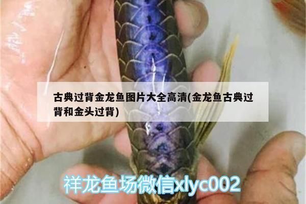 過背金龍魚有幾種顏色的圖片：過背金龍魚有幾種顏色的圖片詳情