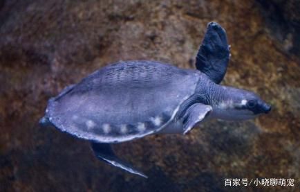 豬鼻龜容易生病嗎為什么：豬鼻龜生病了怎么辦