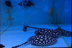 皇冠黑白魟魚用什么底色養：皇冠黑白魟魚用什么底色養皇冠黑白魟魚用什么底色養