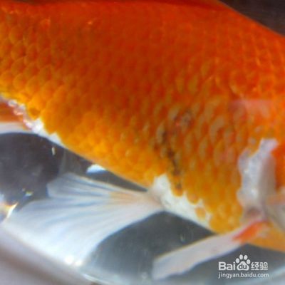 金龍魚魚尾開叉什么原因：金龍魚魚尾開叉可能由以下幾個原因造成：金龍魚魚尾開叉