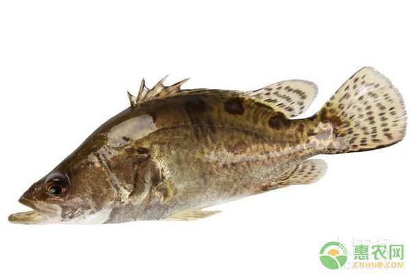 石家莊哪里賣魚缸好點(diǎn)（石家莊哪里賣魚缸好點(diǎn)的）