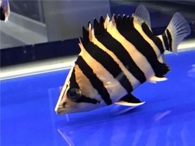印尼三紋虎挑選技巧詳解，印尼三紋虎魚挑選技巧詳解