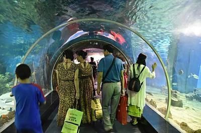 一個水族館多少錢（開設一個水族館成本的詳細解析）