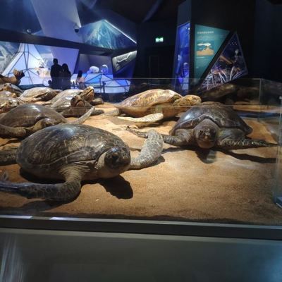 一個水族館多少錢（開設一個水族館成本的詳細解析）