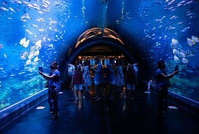 一個水族館多少錢（開設(shè)一個水族館成本的詳細(xì)解析）