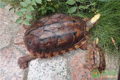 豬鼻龜屬于保護動物嗎圖片：豬鼻龜是保護動物嗎圖片大全