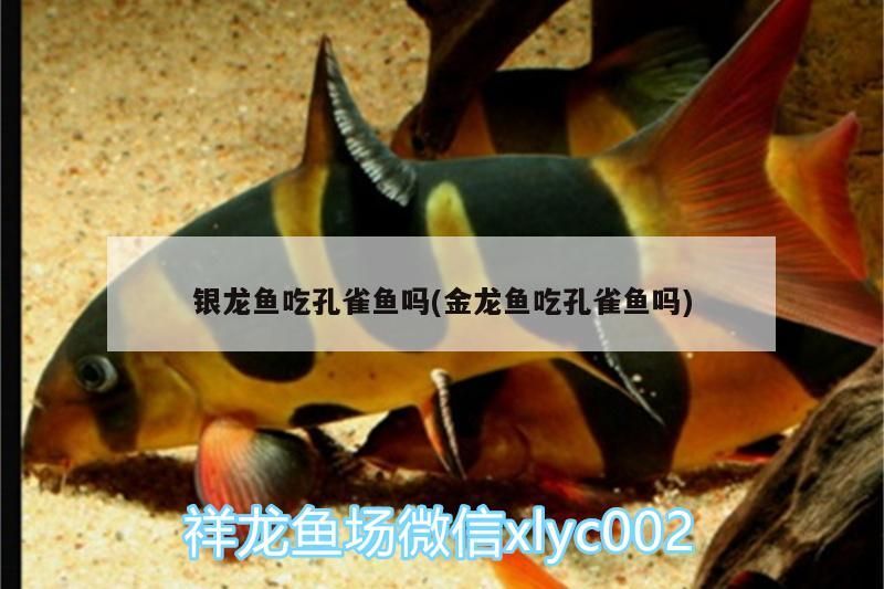 銀龍魚吃孔雀魚嗎(金龍魚吃孔雀魚嗎)