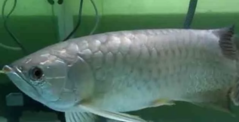 大湖紅龍魚20201705：大湖紅龍魚