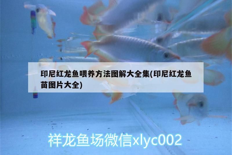 印尼紅龍魚喂養方法圖解大全集(印尼紅龍魚苗圖片大全)