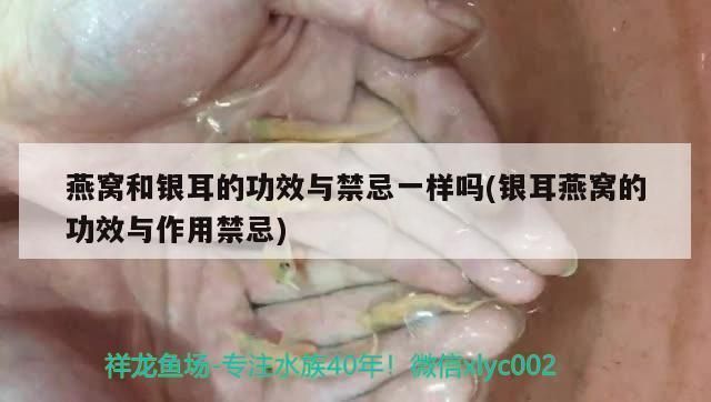 大湖紅龍魚對(duì)比印尼紅龍魚哪個(gè)貴一點(diǎn)：在比較大湖紅龍魚和印尼紅龍魚的價(jià)格時(shí)需要考慮多個(gè)因素