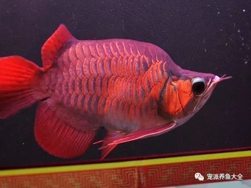 泗水巴彥紅龍魚是是什么意思：泗水巴彥紅龍魚是什么意思