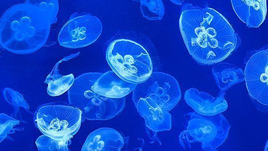 水族館的位置（上海海洋水族館特色展覽介紹，廣州海洋館特色展覽介紹）