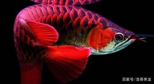 泗水巴彥紅龍魚是是什么意思：泗水巴彥紅龍魚是什么意思
