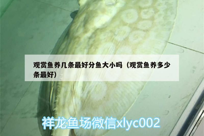 觀賞魚養幾條最好分魚大小嗎（觀賞魚養多少條最好）